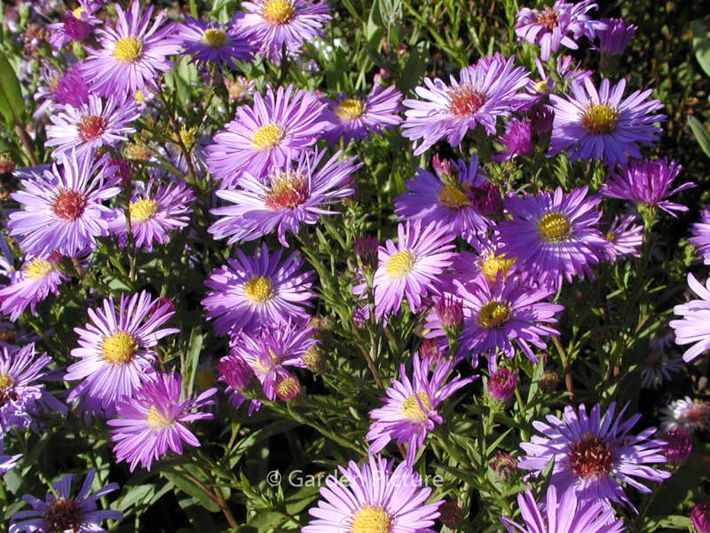 Aster amellus 'Silbersee'