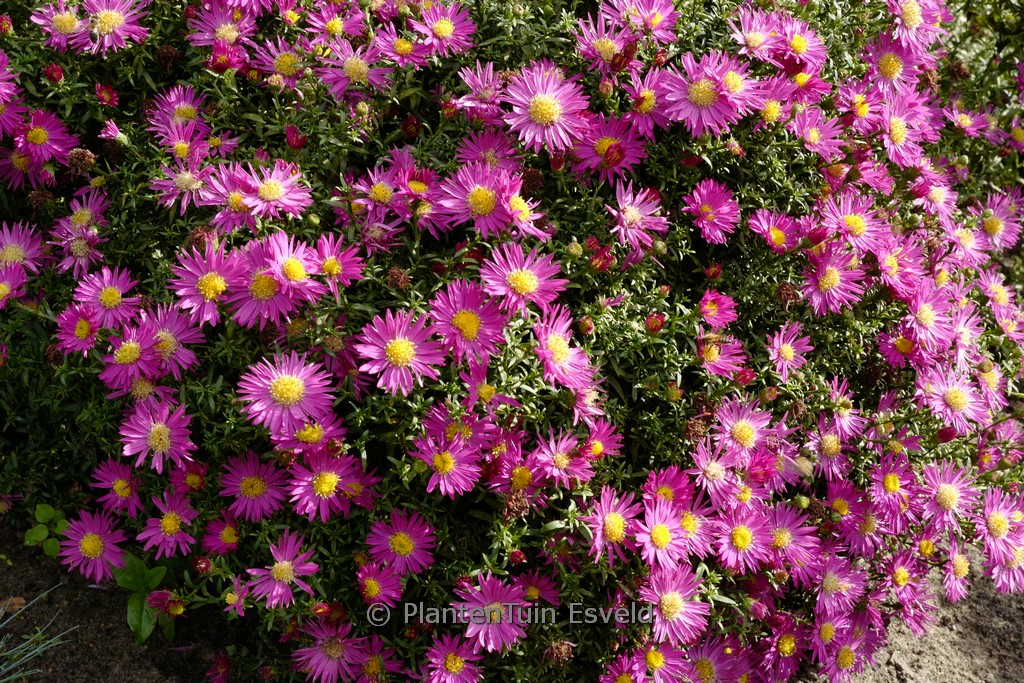 Aster 'Bahamas'