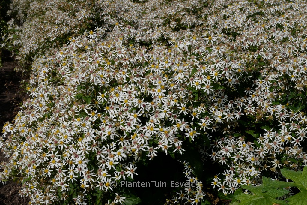 Aster divaricatus 'Tradescant'