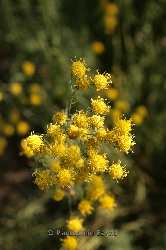 Aster linosyris 'Golddust'