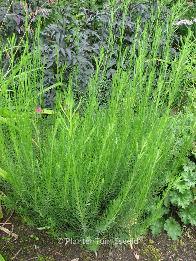 Aster linosyris