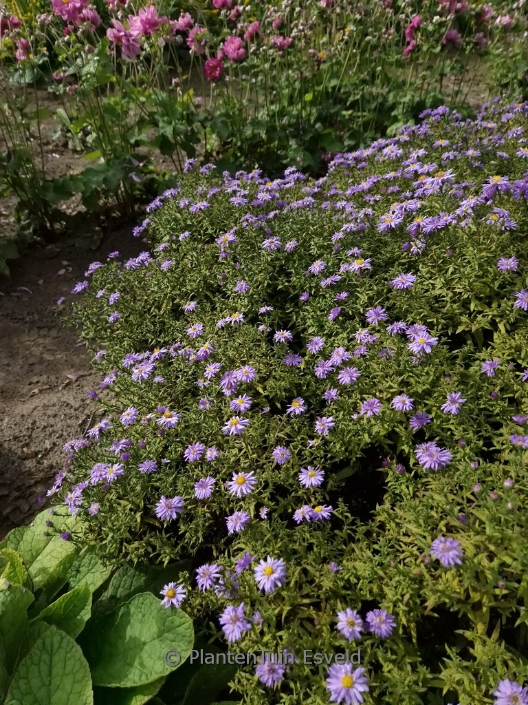 Aster 'Nesthaekchen'