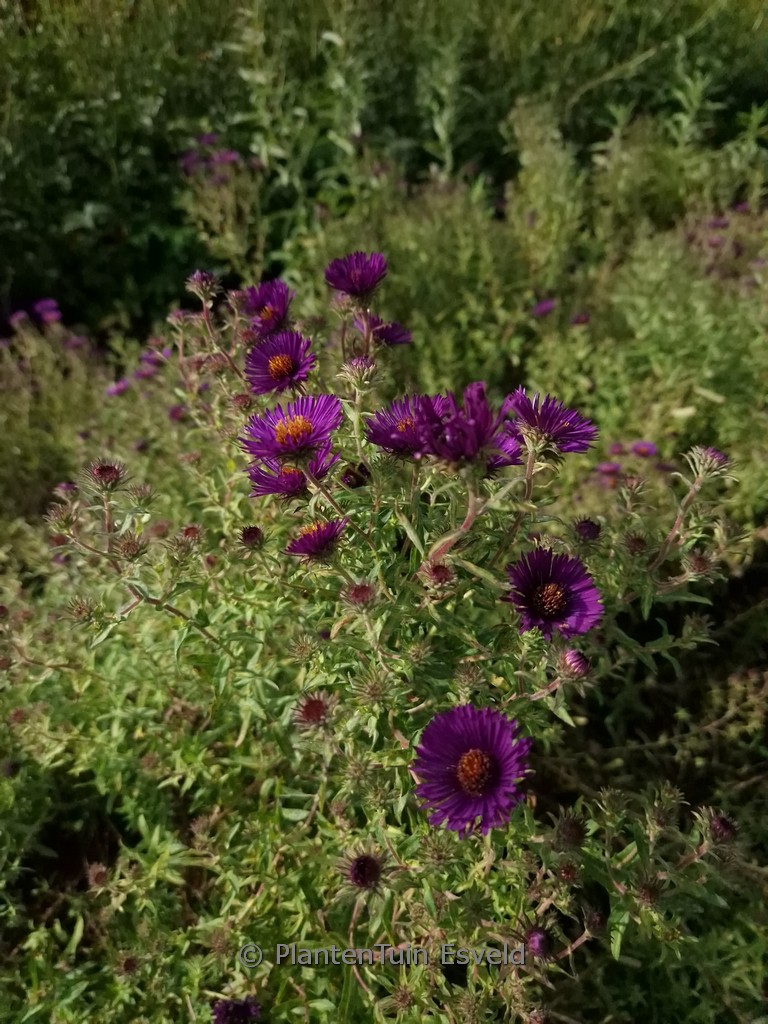 Aster novae-angliae 'Nachtauge'