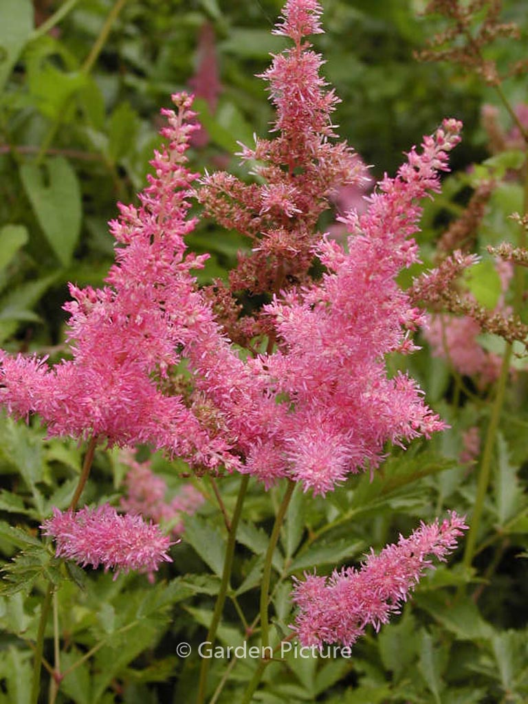 Astilbe 'Anita Pfeffer'