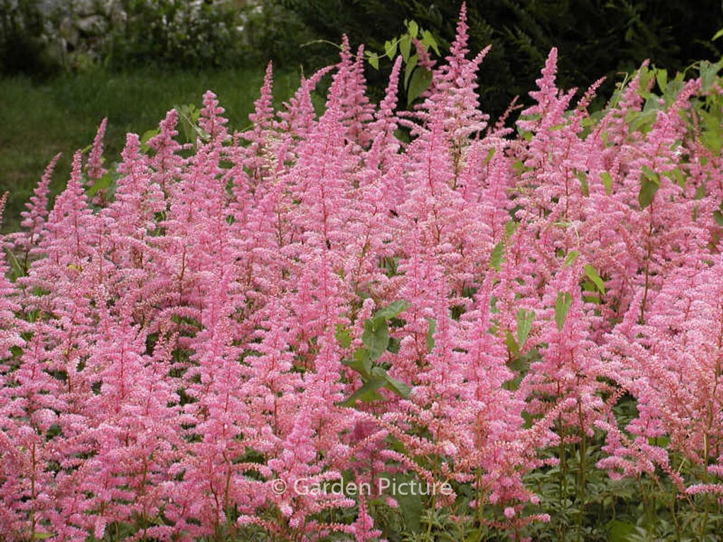 Astilbe 'Cattleya'