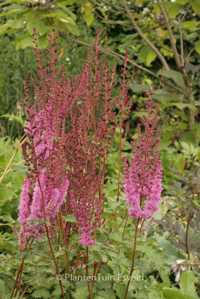 Astilbe chinensis 'Purpurkerze'