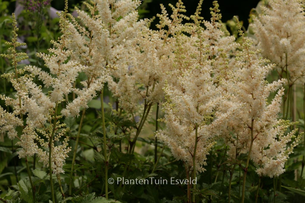 Astilbe chinensis 'Vision in White'