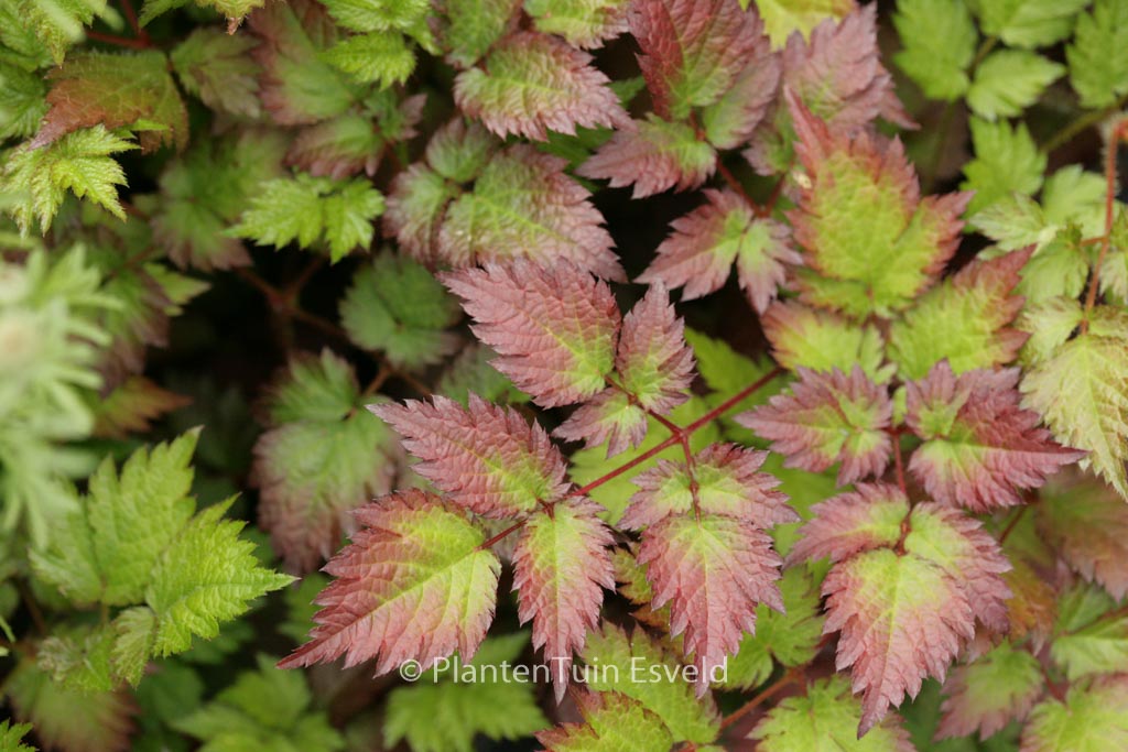 Astilbe 'Color Flash'
