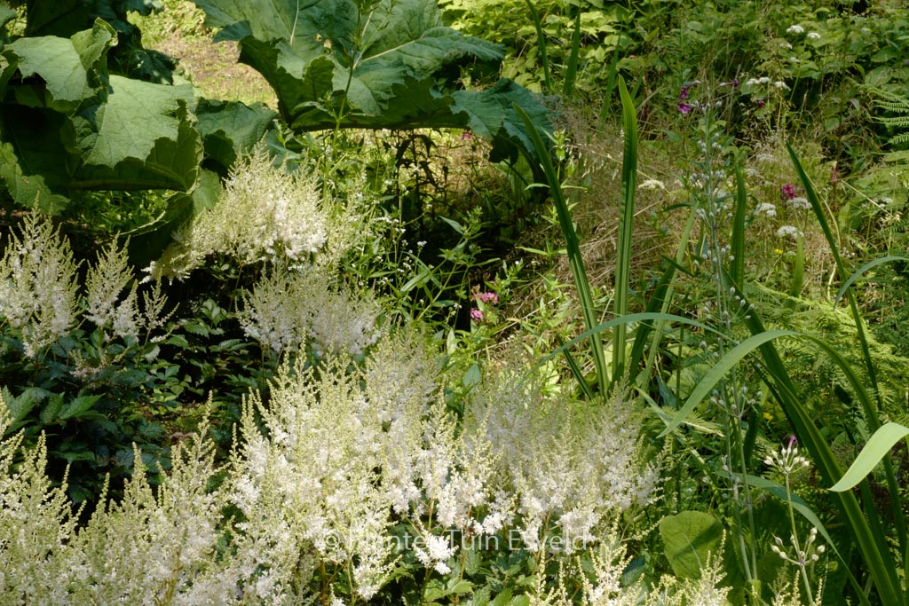 Astilbe 'Darwin's Snow Sprite'