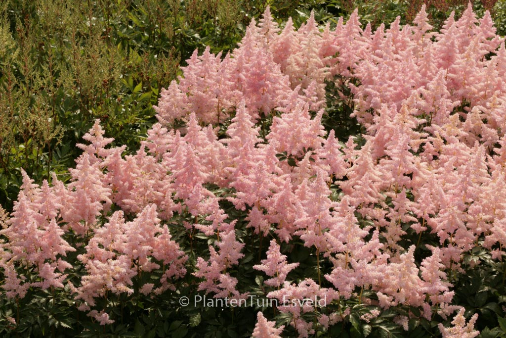 Astilbe 'Europa'
