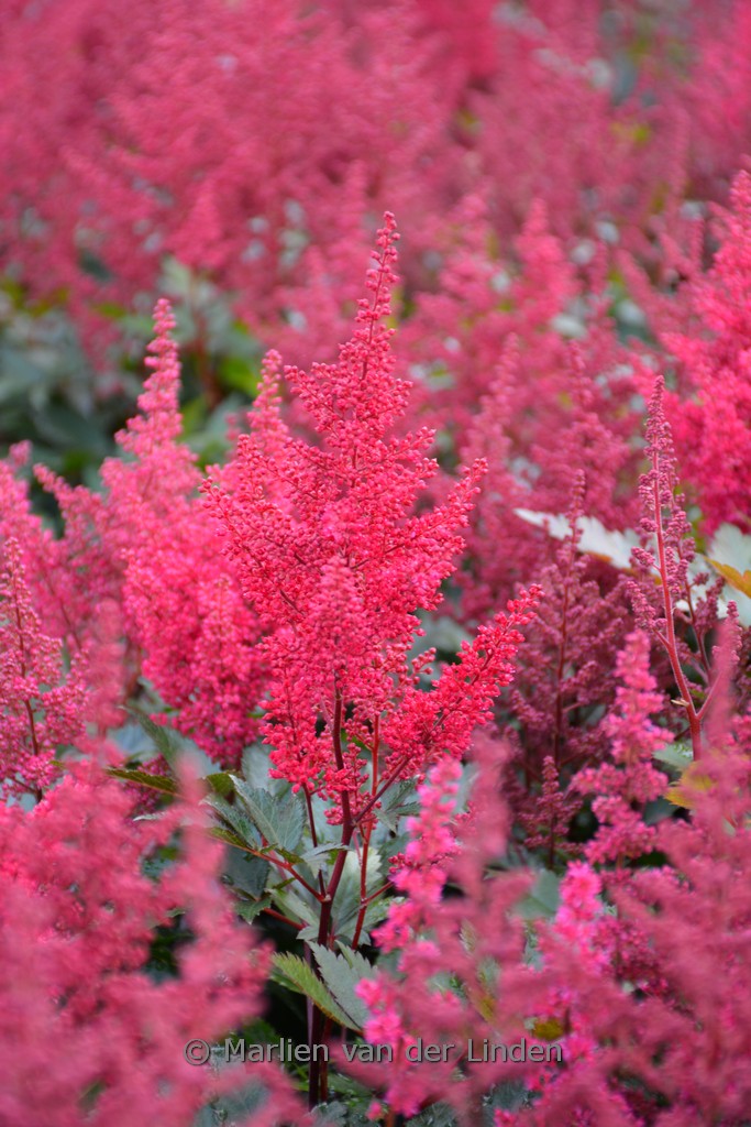 Astilbe 'Montgomery'