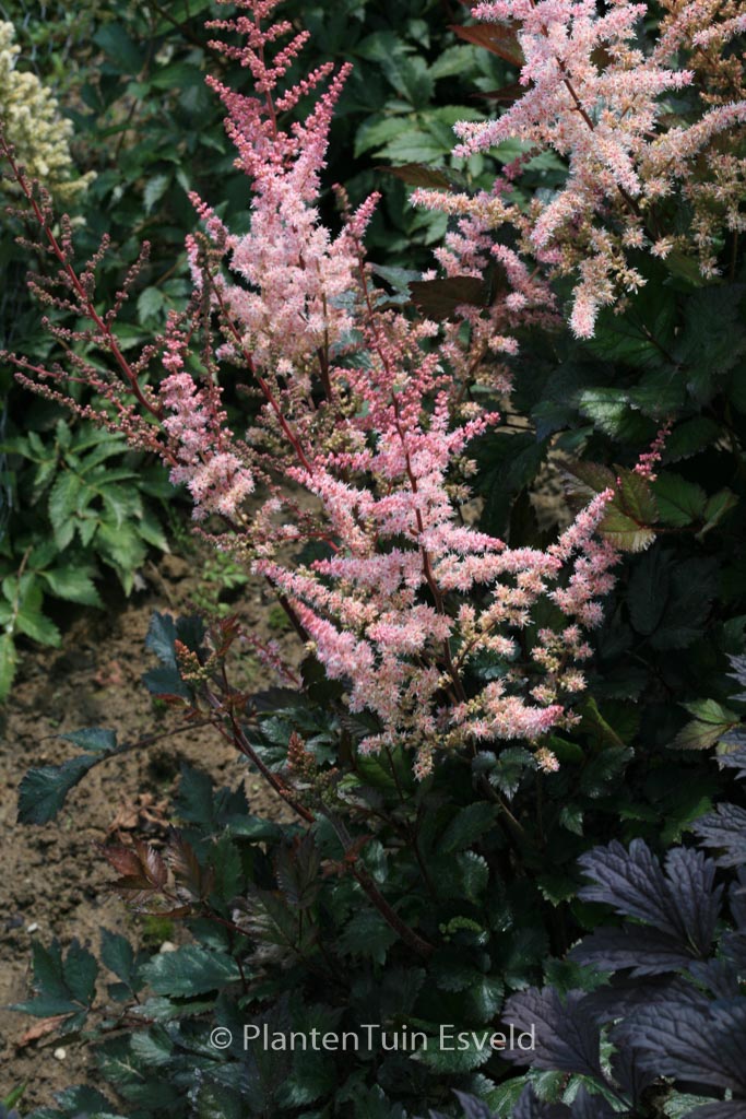 Astilbe 'Spotlight'