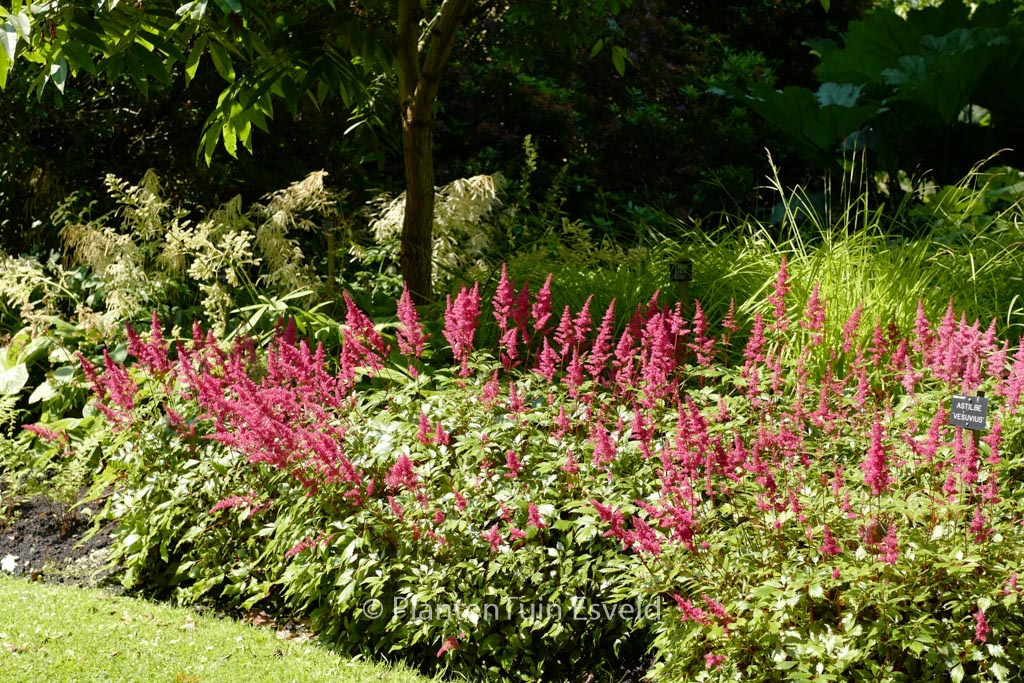 Astilbe 'Vesuvius'