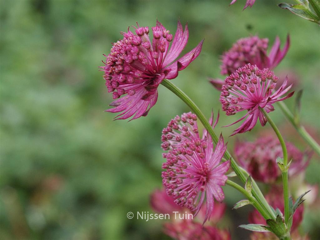Astrantia major 'Venice'