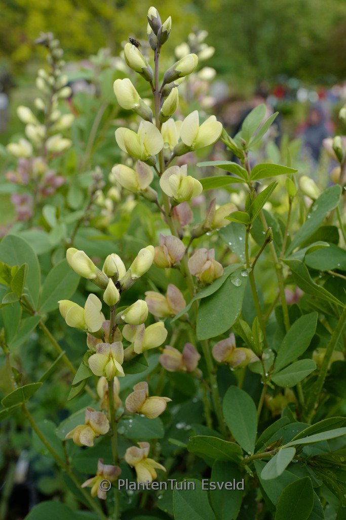 Ballota pseudodictamnus 'Compact Form'