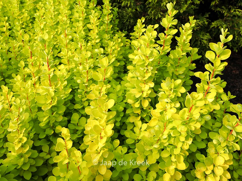 Berberis thunbergii 'Maria'