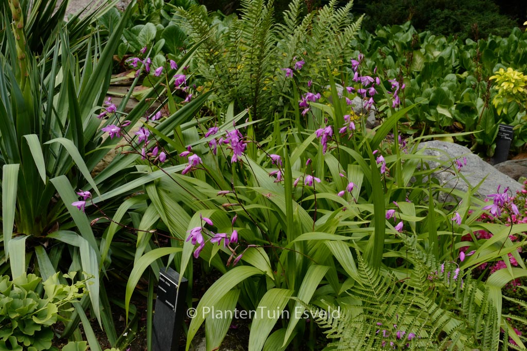 Bletilla striata
