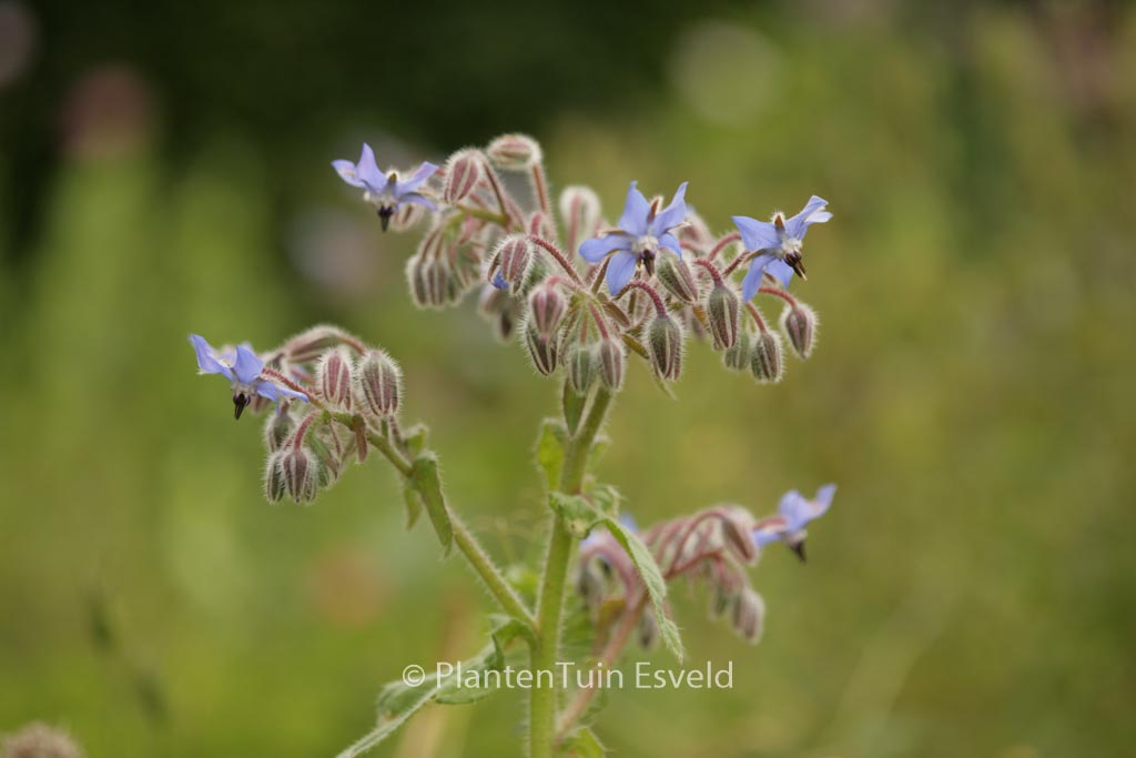 Borago officinalis