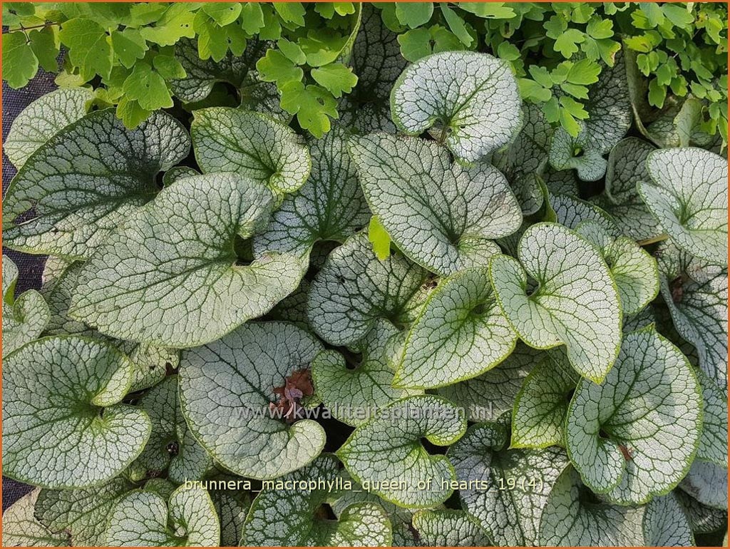 Brunnera macrophylla 'Queen of Hearts'