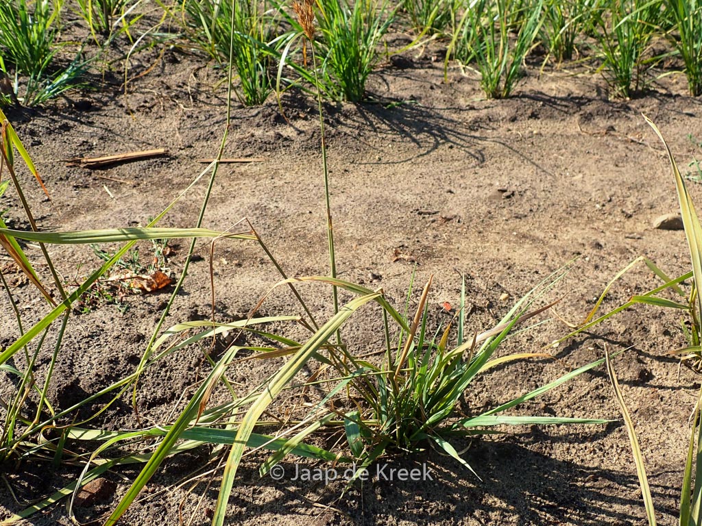 Calamagrostis varia