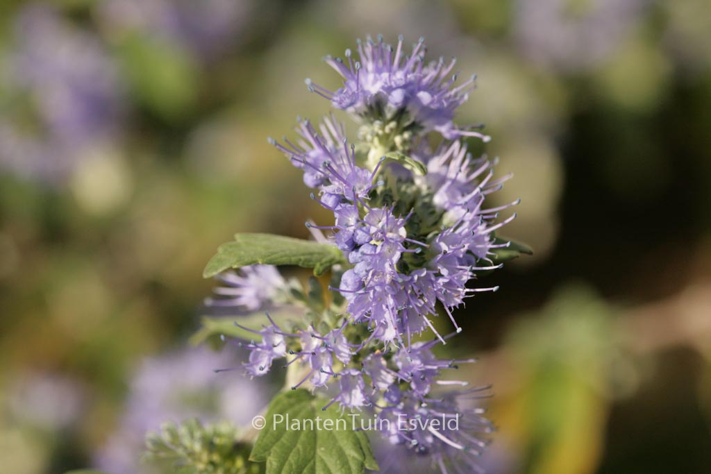 Caryopteris incana