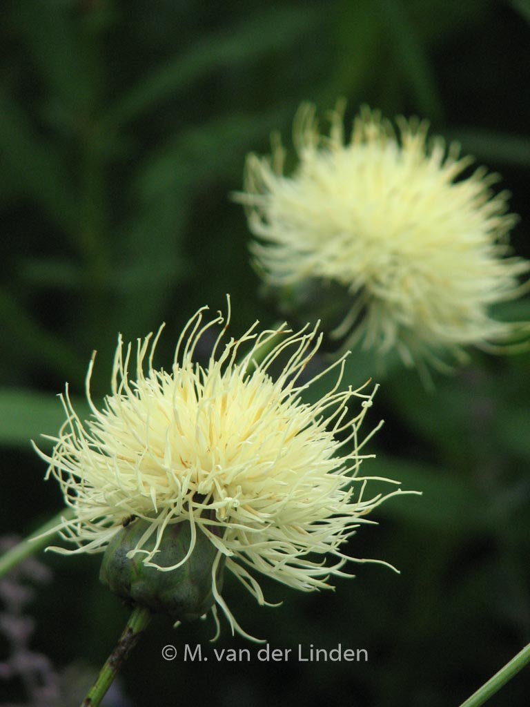 Centaurea ruthenica