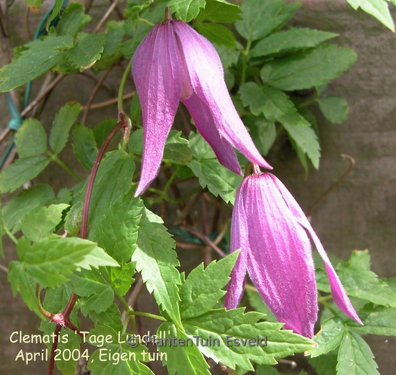 Clematis 'Mrs. Tage Lundell'