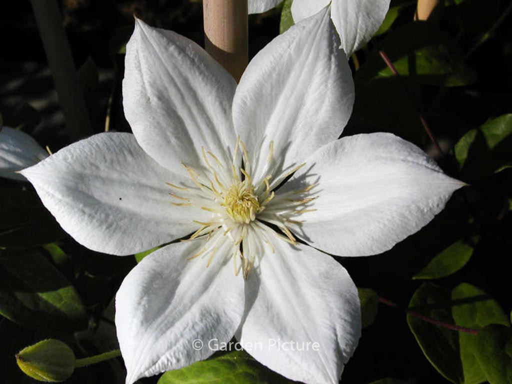 Clematis 'The Bride'