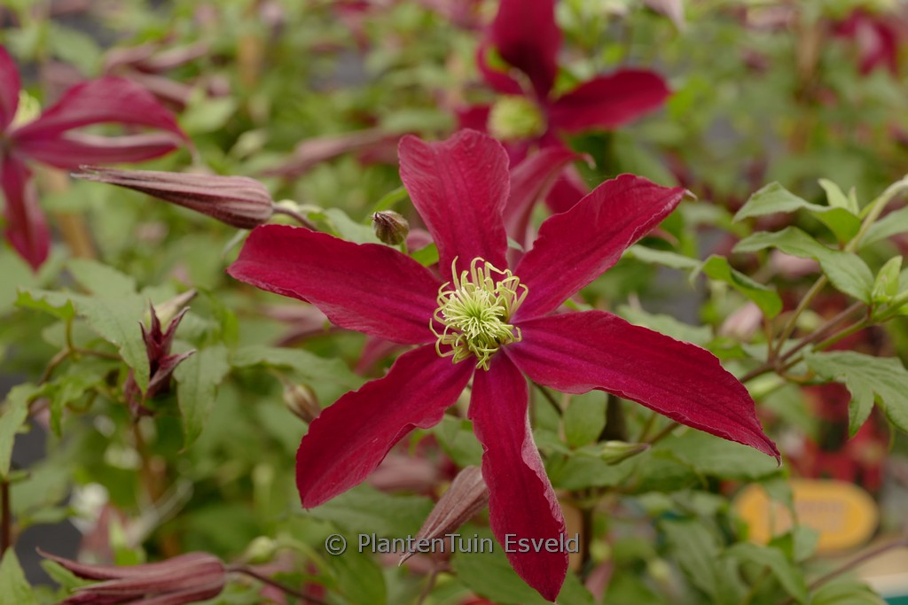 Clematis 'Zo23015' (GLORIOUS RED)