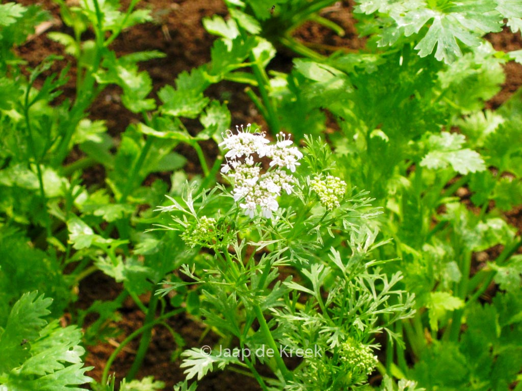Coriandrum sativum
