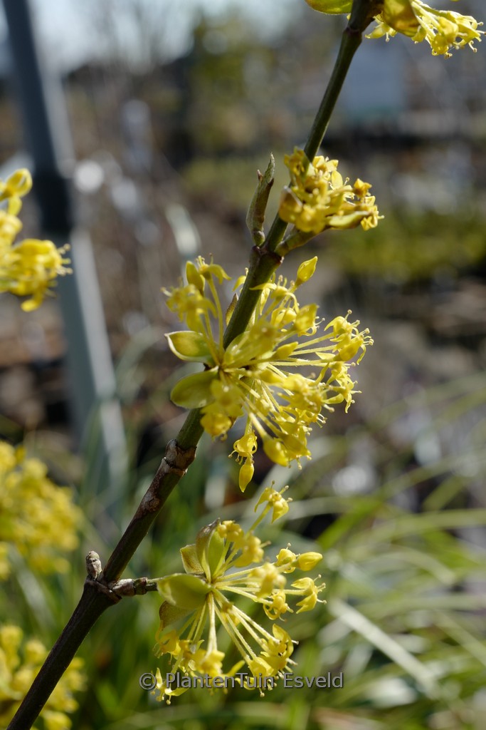 Cornus mas 'Schoenbrunner Gourmet-Dirndl'