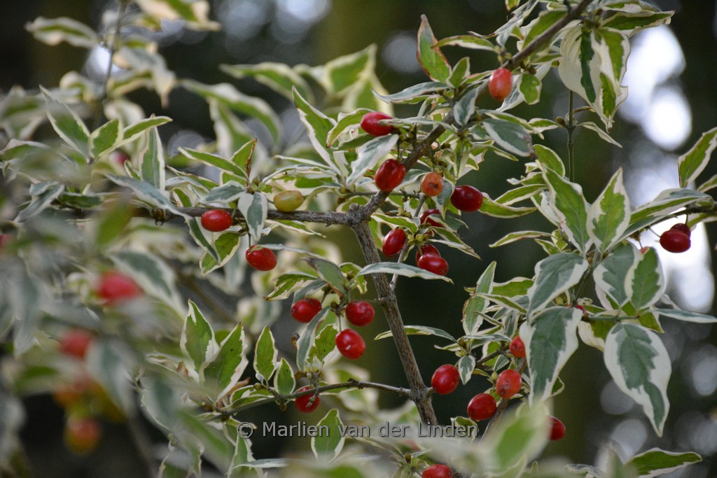 Cornus mas 'Variegata'