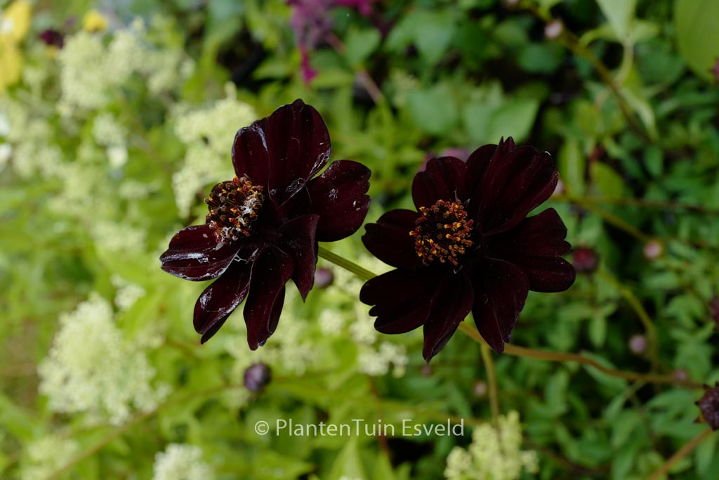 Cosmos atrosanguineus 'Chocolate'