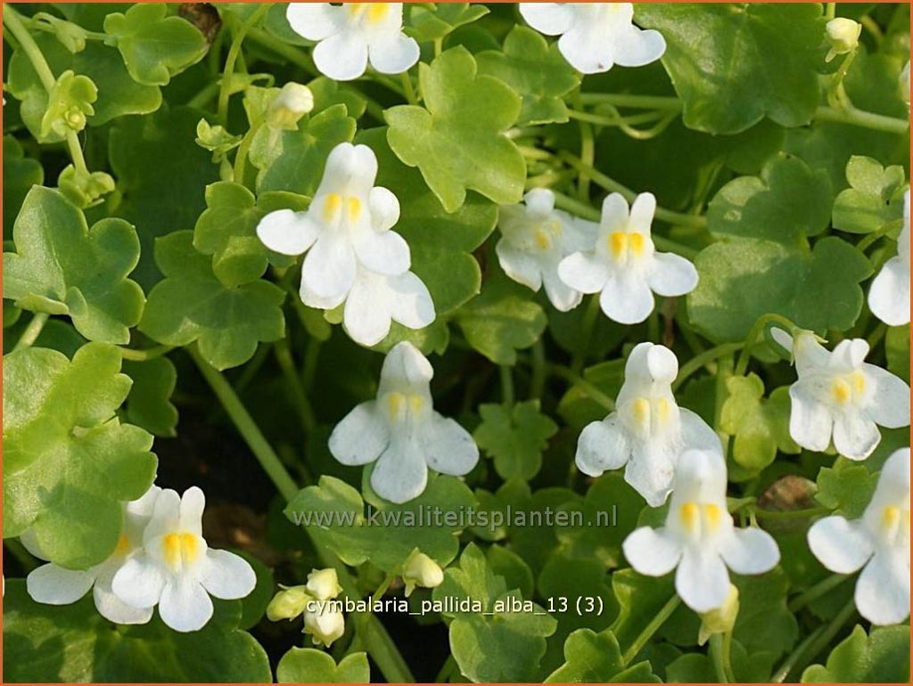 Cymbalaria pallida 'Alba'