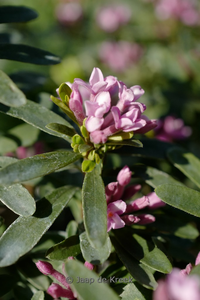 Daphne transatlantica 'Blapink' (PINK FRAGRANCE)