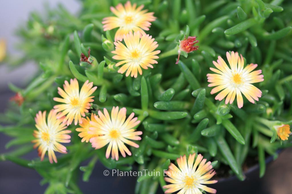 Delosperma cooperi 'Jewel of Desert Ruby'