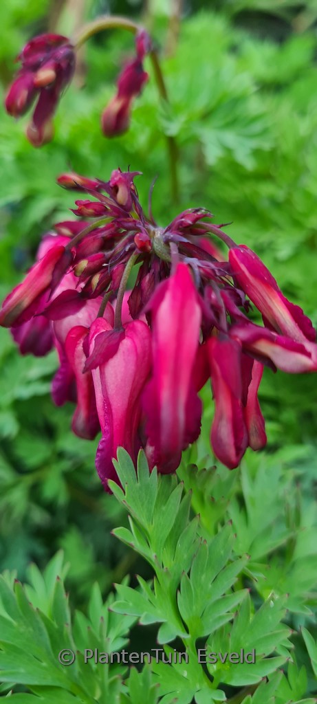 Dicentra 'Pink Diamonds'
