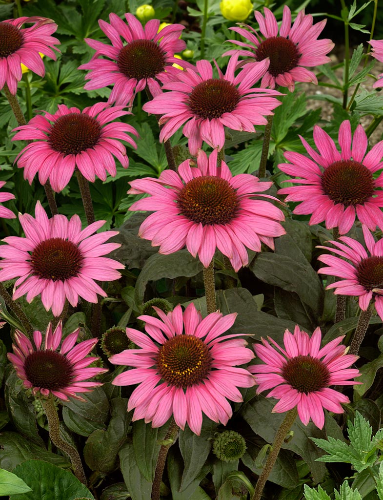 Echinacea purpurea 'Little Magnus'