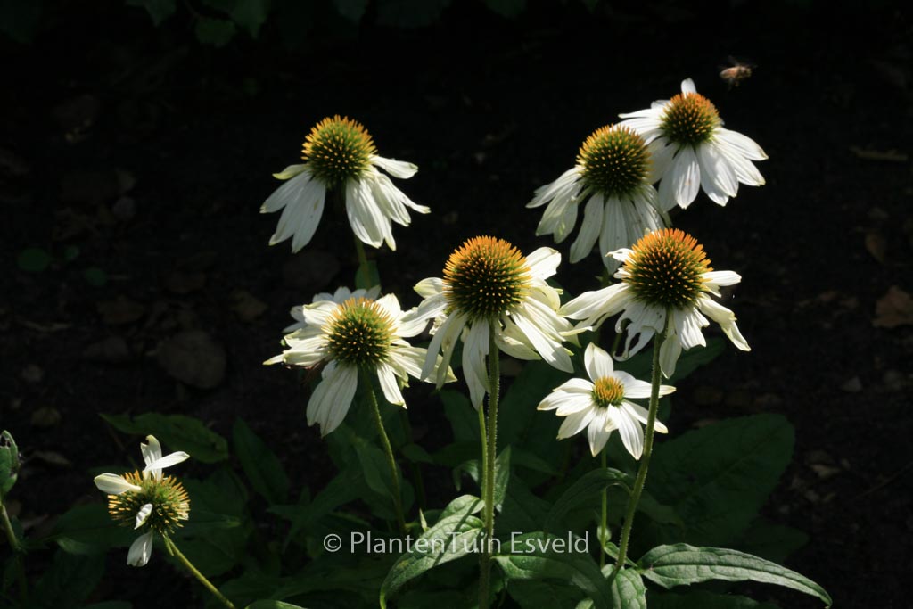 Echinacea purpurea 'Pow Wow White'