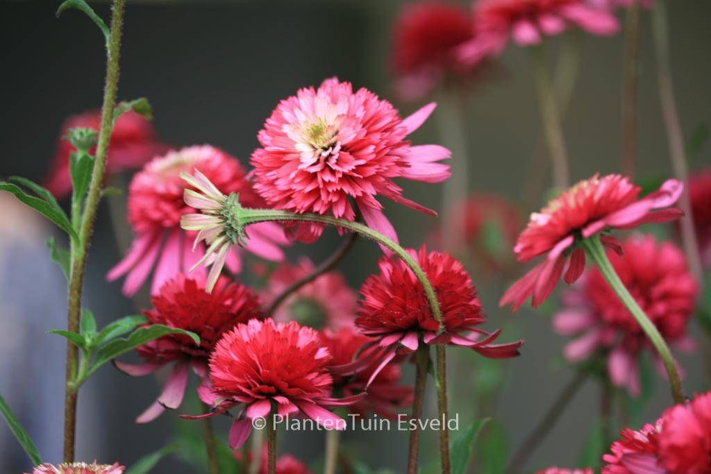 Echinacea purpurea 'Southern Belle'