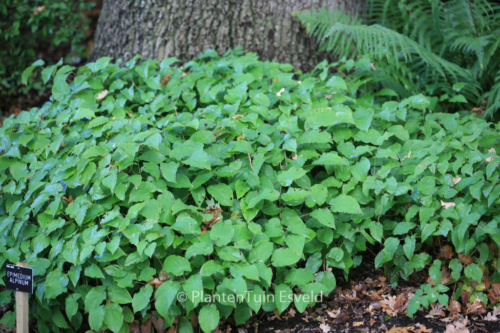 Epimedium alpinum