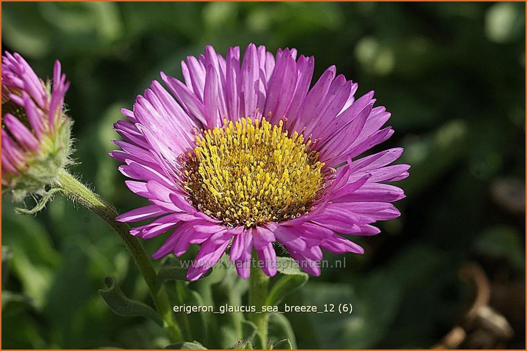 Erigeron glaucus 'Sea Breeze'