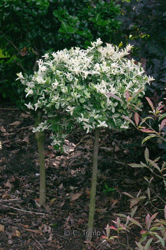 Euonymus fortunei 'Harlequin'