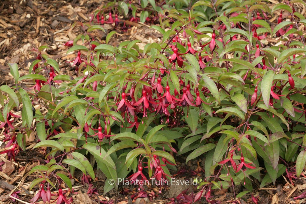 Fuchsia 'Dying Embers'