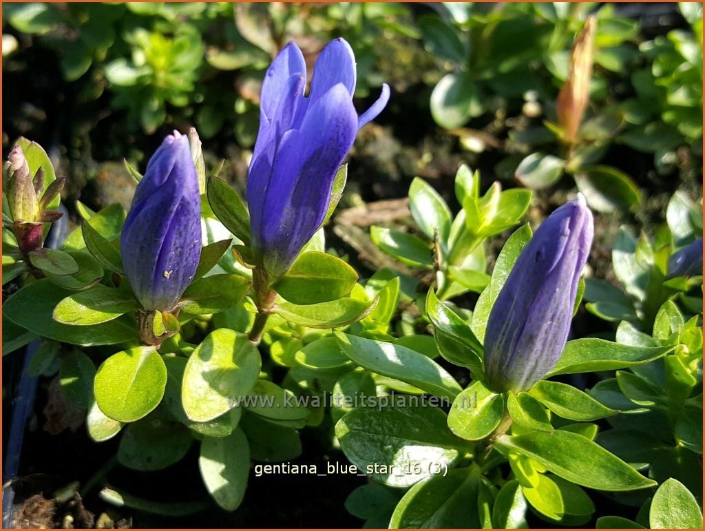 Gentiana 'Blue Star'
