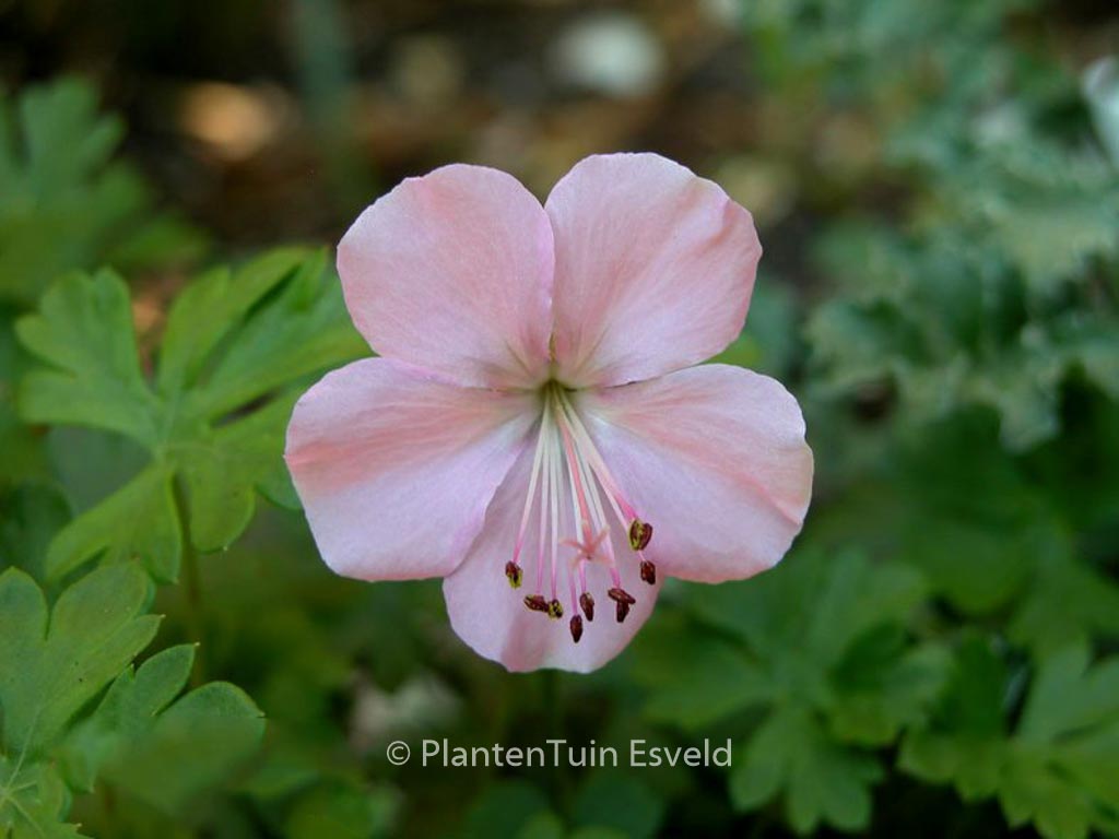 Geranium dalmaticum