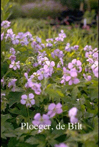 Geranium maculatum 'Chatto'