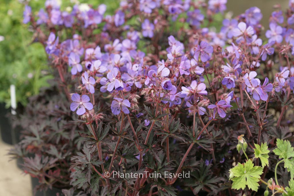 Geranium pratense 'Hocus Pocus'