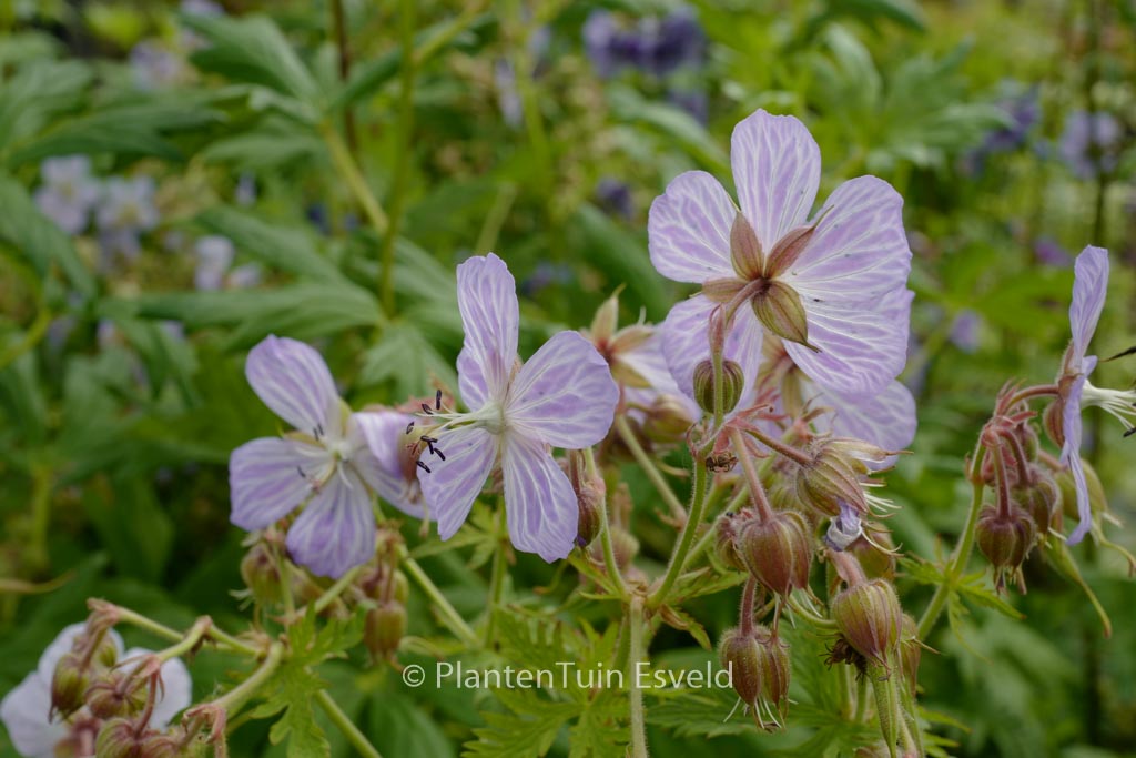 Geranium pratense 'Mrs. Kendall Clark'