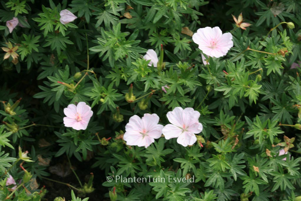 Geranium sanguineum 'Compactum'